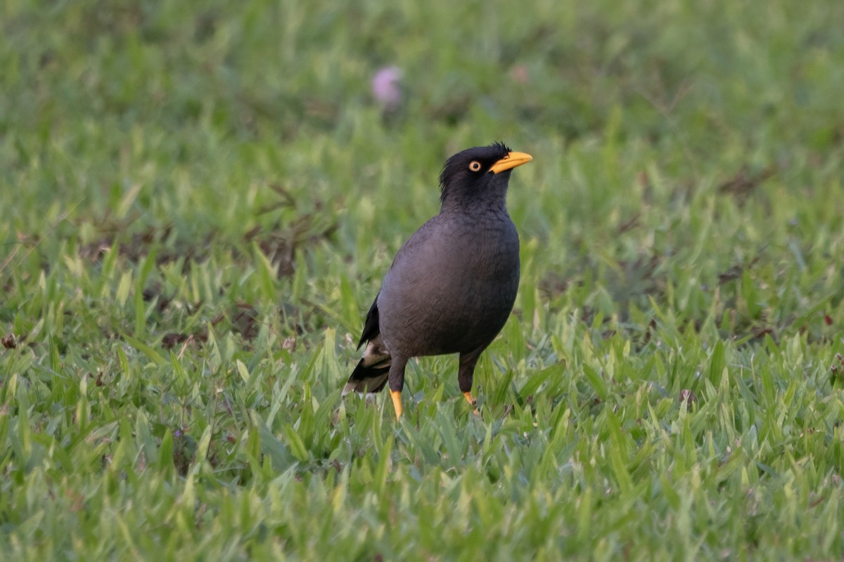 Яванская майна - ML646133099