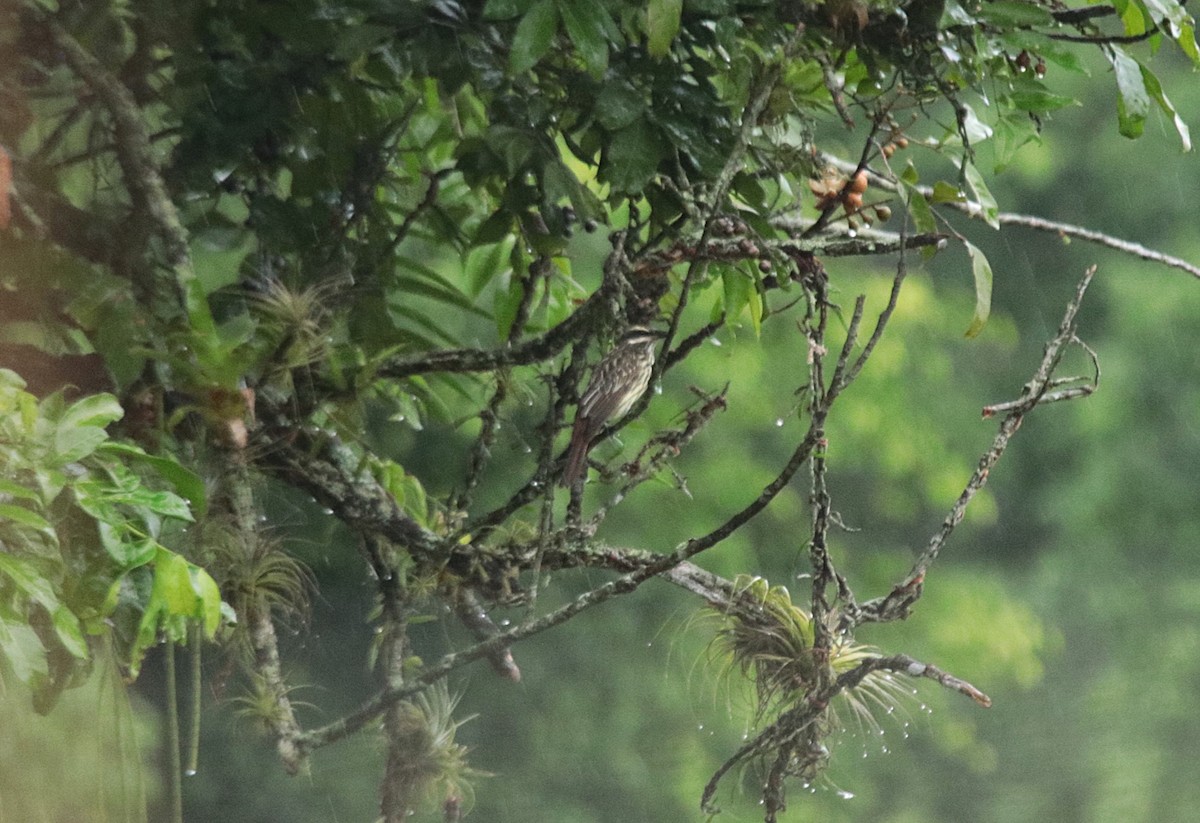 Streaked Flycatcher - ML646133115