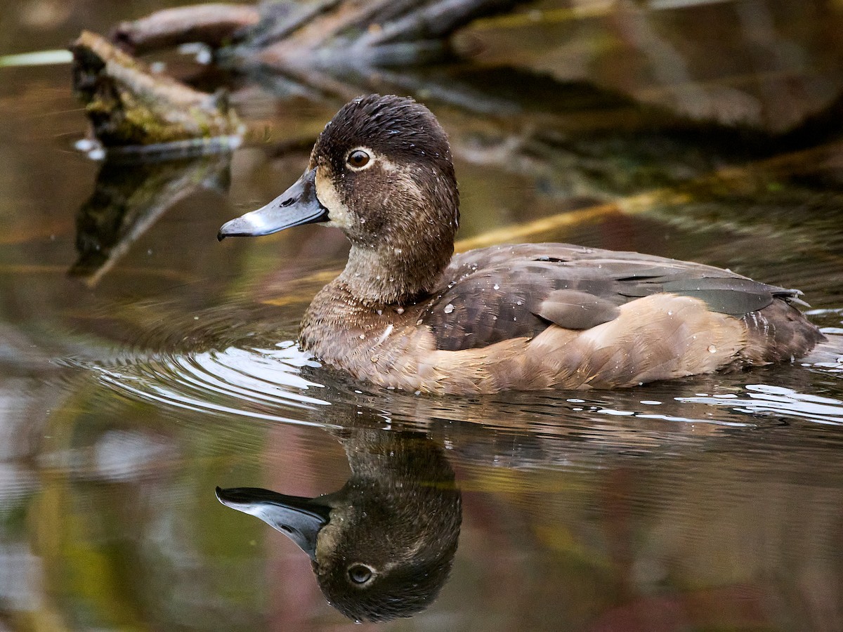 Ring-necked Duck - ML646133125