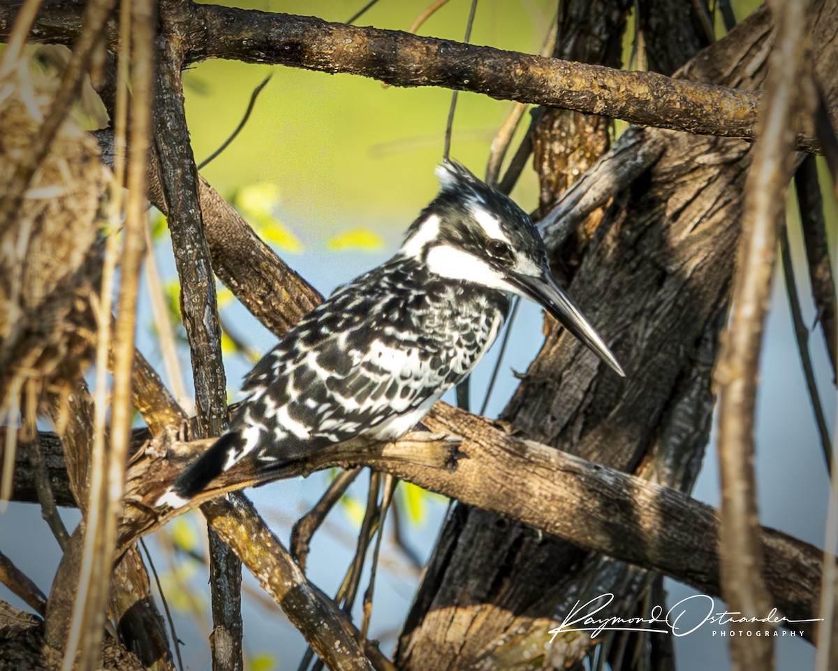 rybařík jižní - ML646133130