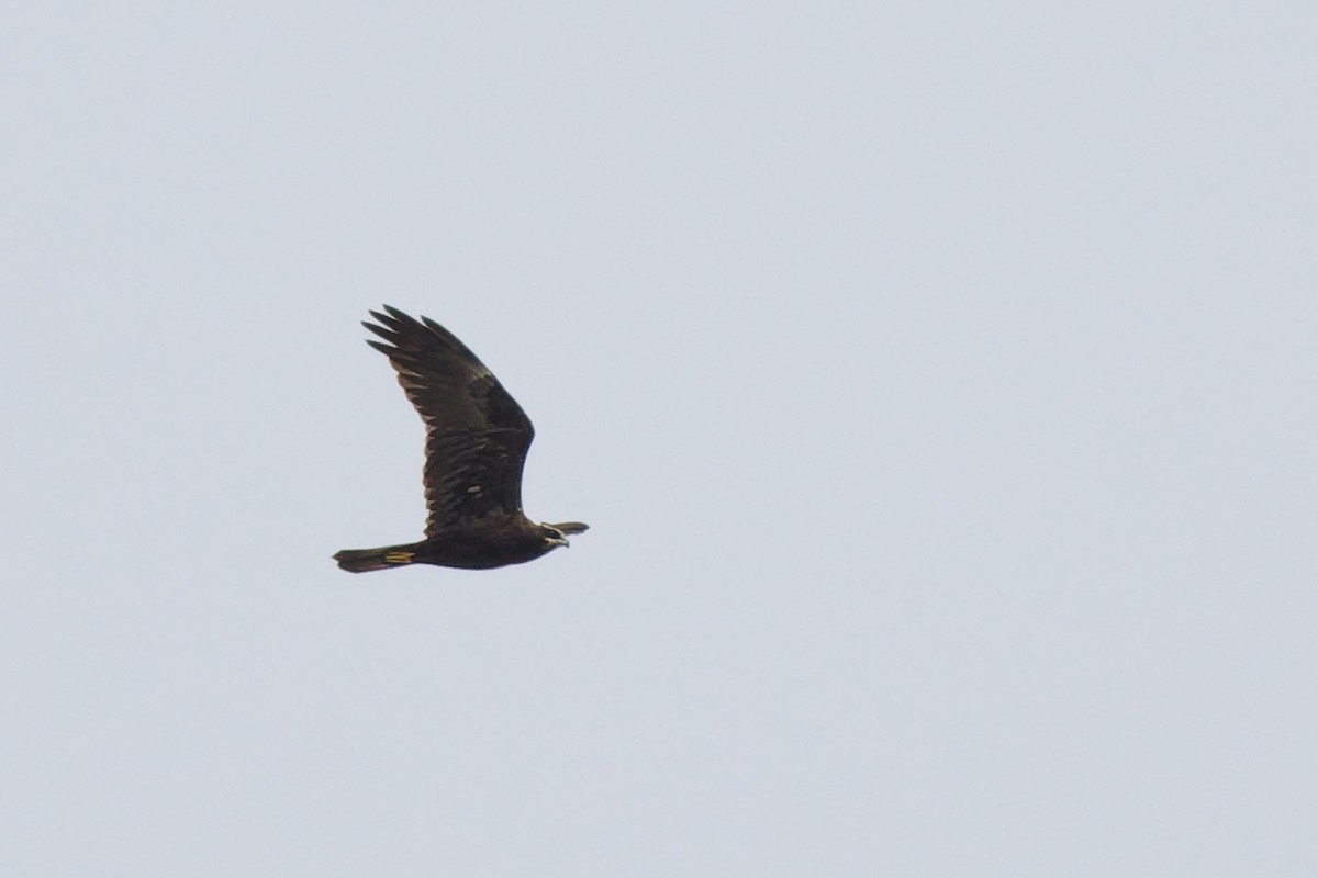 Western Marsh Harrier - ML646133136