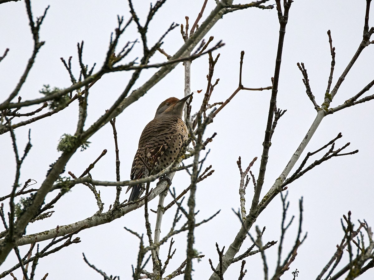 Northern Flicker (Red-shafted) - ML646133150