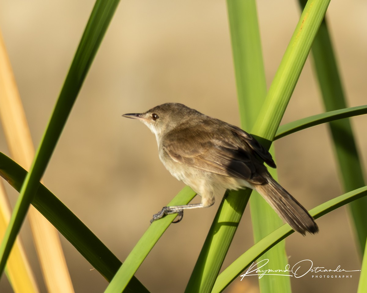 rákosník jižní - ML646133151