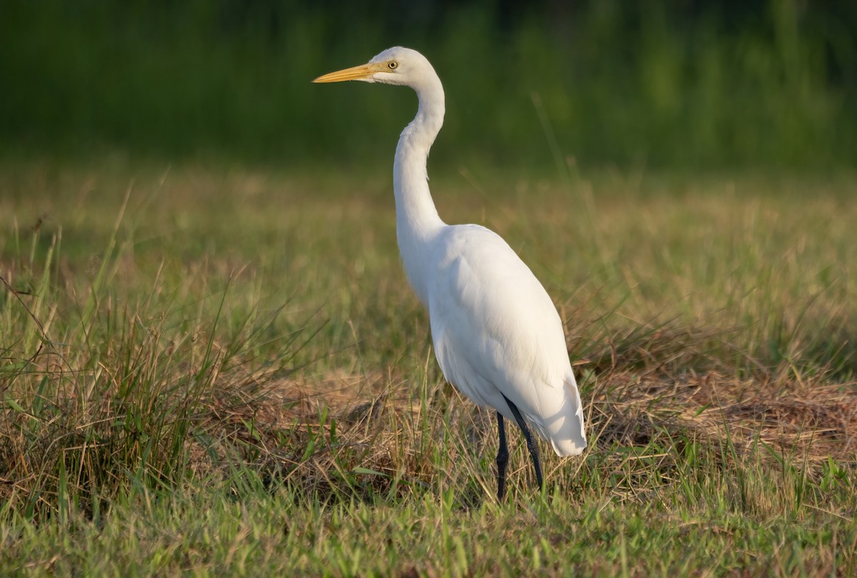 Средняя белая цапля - ML646133152