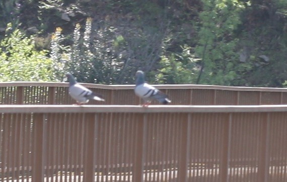 Rock Pigeon - ML646133163