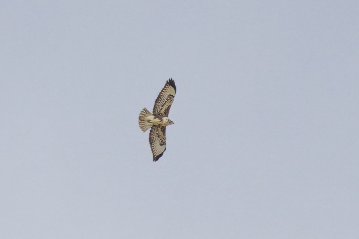 Common Buzzard - ML646133165