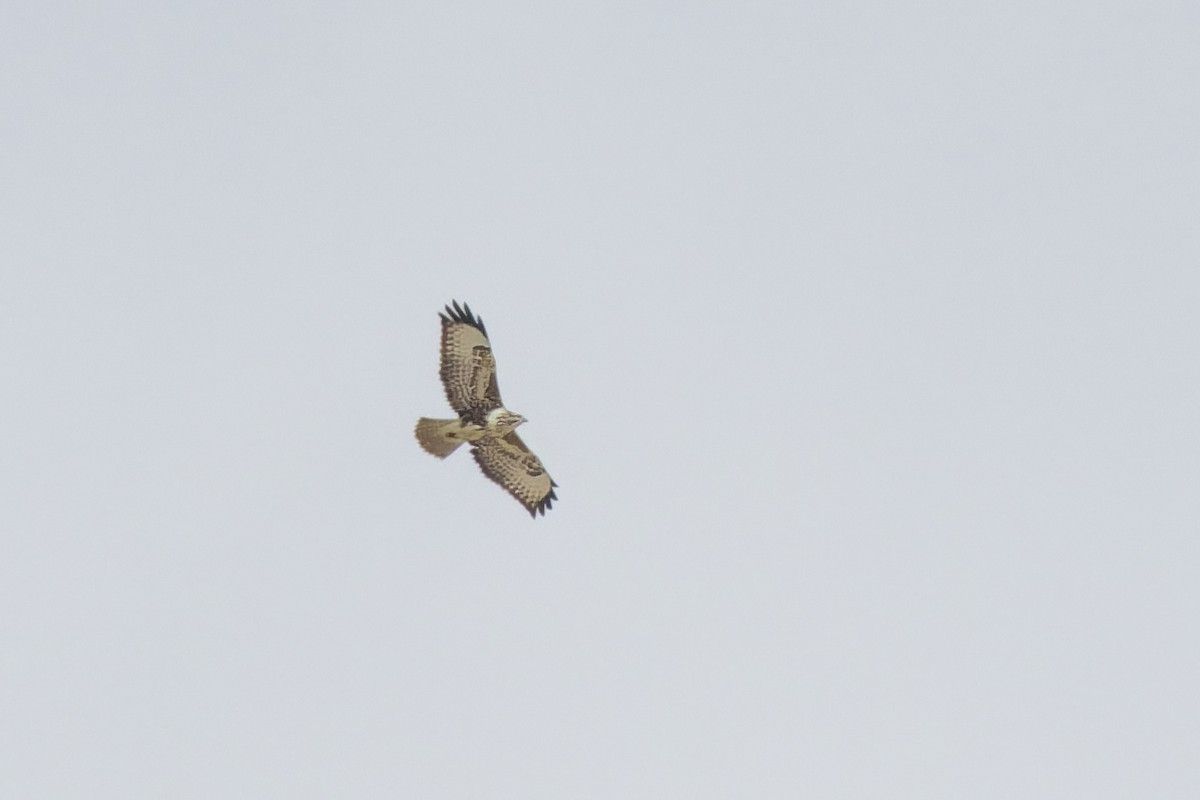 Common Buzzard - ML646133166