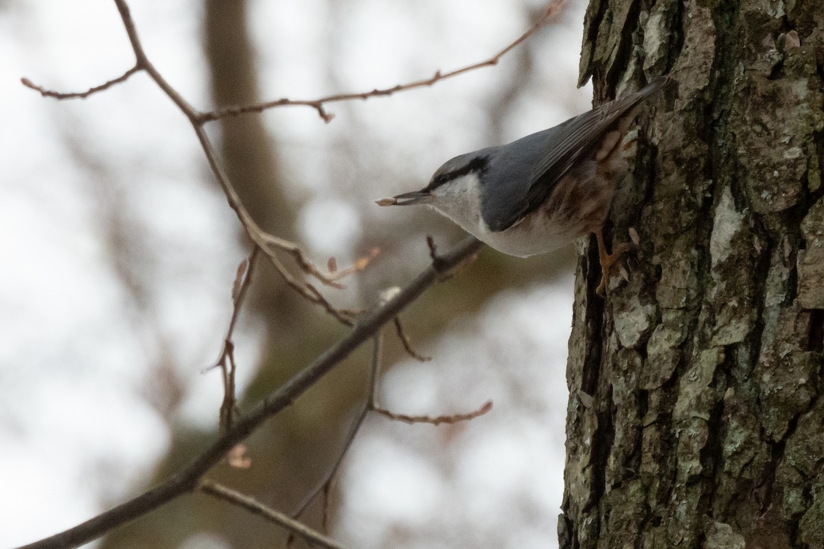 סיטה אירופית - ML646133167