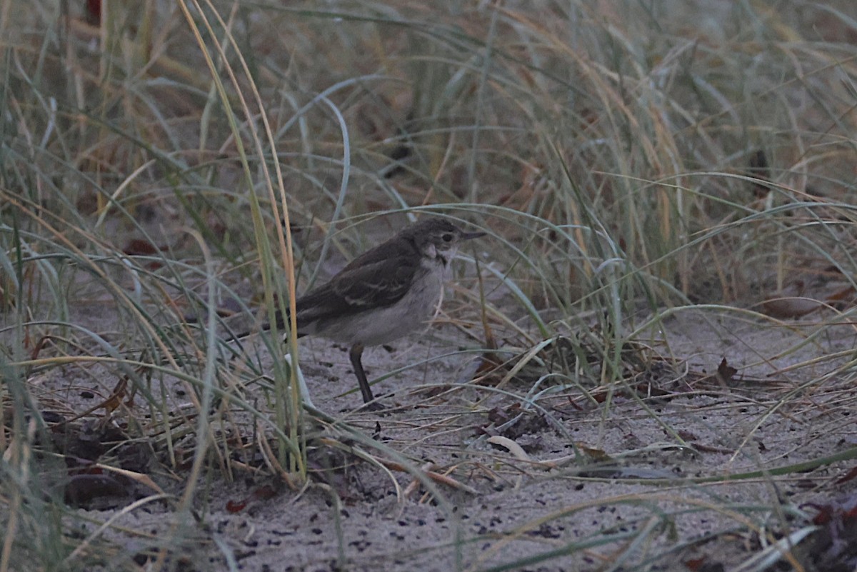 Citrine Wagtail - ML646133169