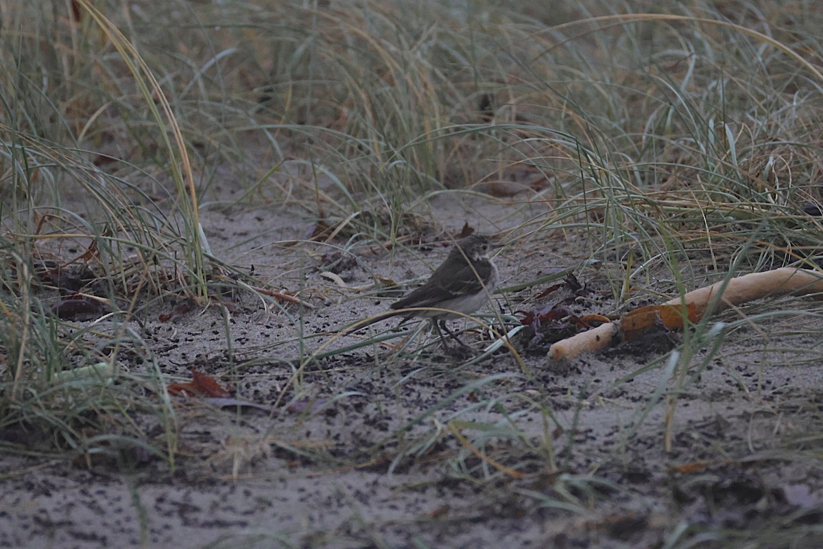 Citrine Wagtail - ML646133170