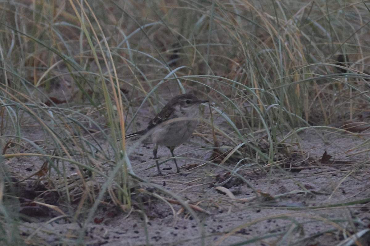 Citrine Wagtail - ML646133172