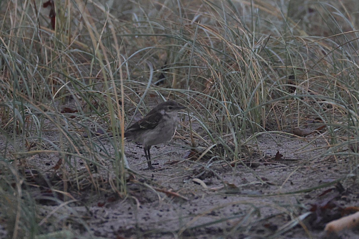 Citrine Wagtail - ML646133173