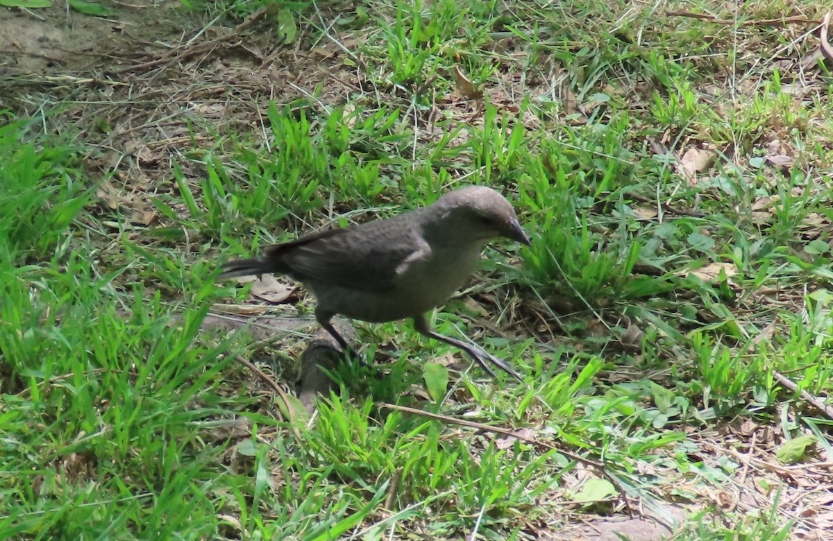 Shiny Cowbird - ML646133178