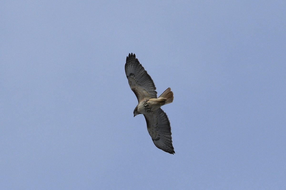 Red-tailed Hawk - ML646133179