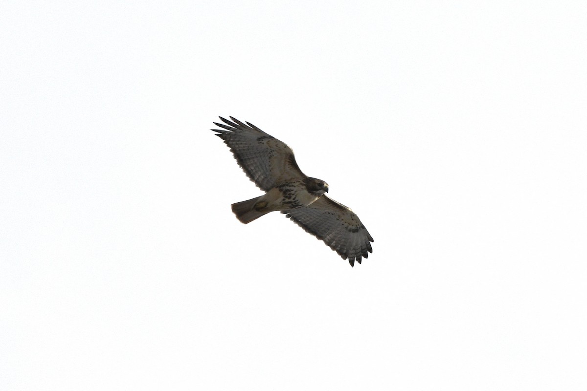 Red-tailed Hawk - ML646133180