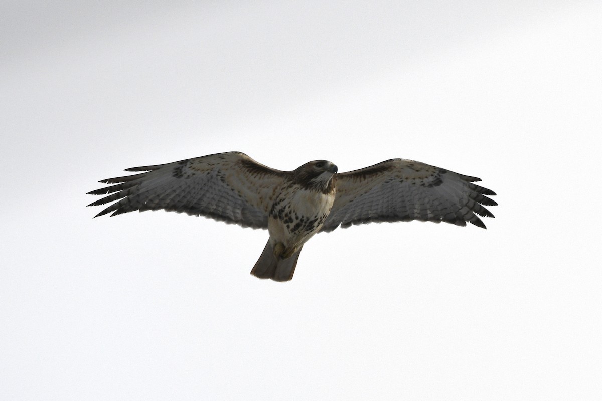 Red-tailed Hawk - ML646133181