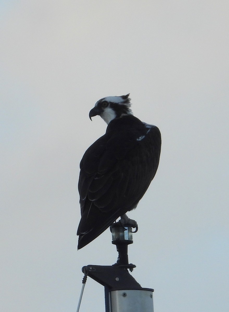 Osprey - ML646133183