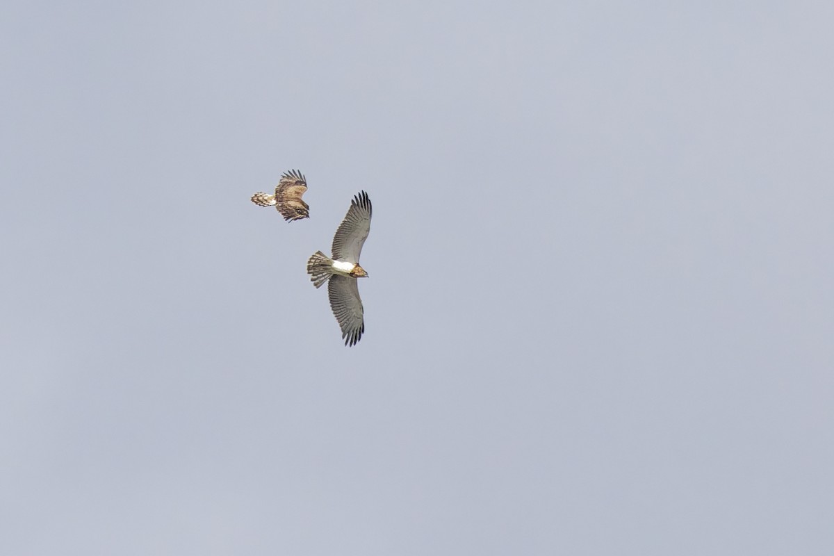 Short-toed Snake-Eagle - ML646133192