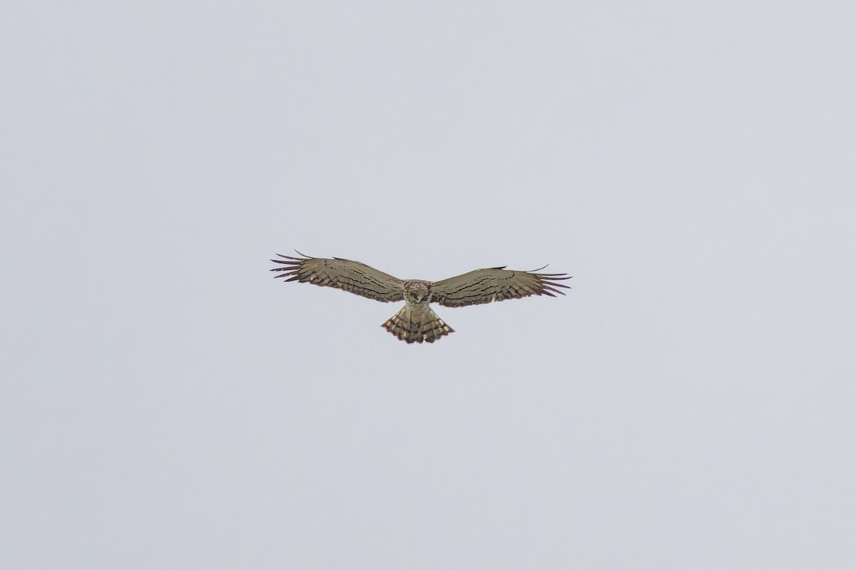 Short-toed Snake-Eagle - ML646133193