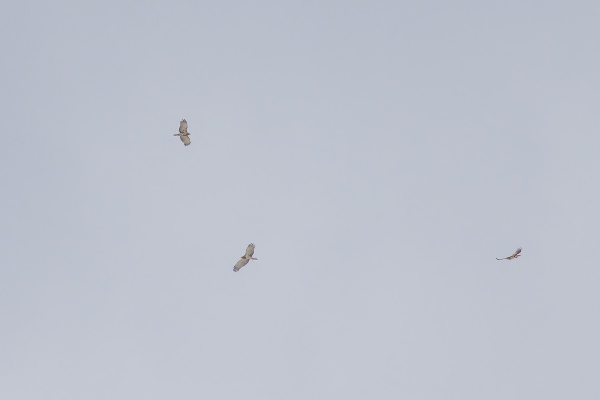 Short-toed Snake-Eagle - ML646133194