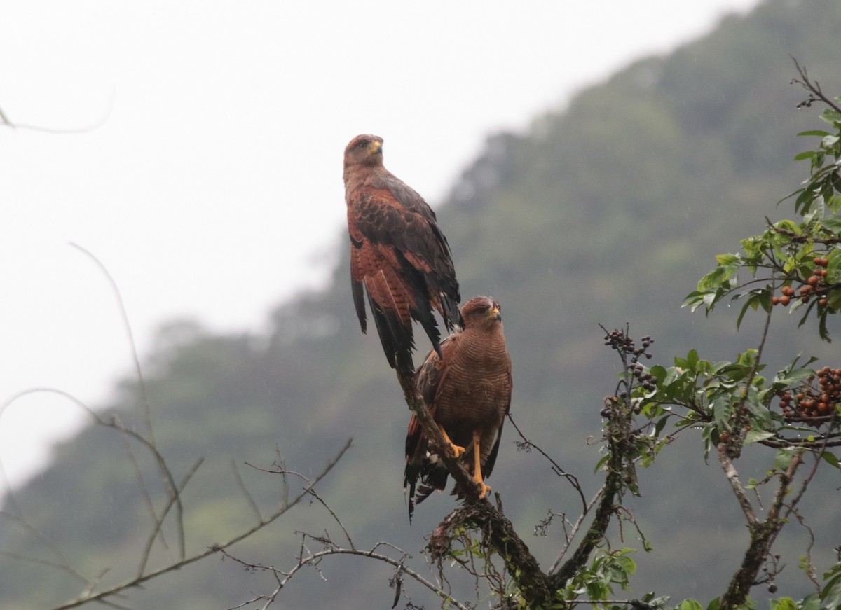 Саванный крабоед - ML646133198