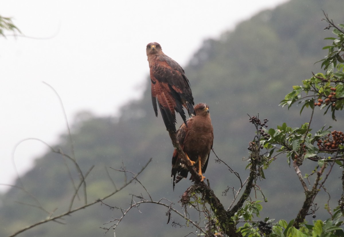 Саванный крабоед - ML646133199