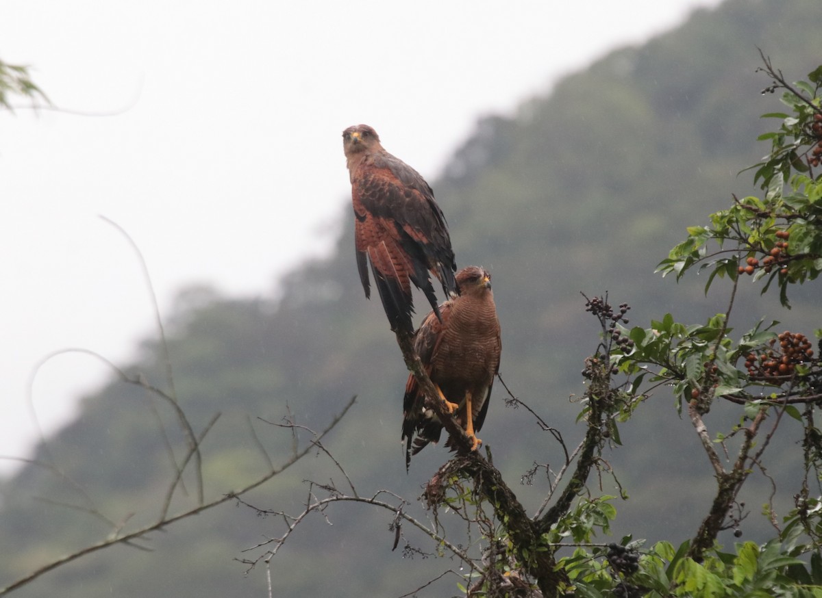 Саванный крабоед - ML646133201