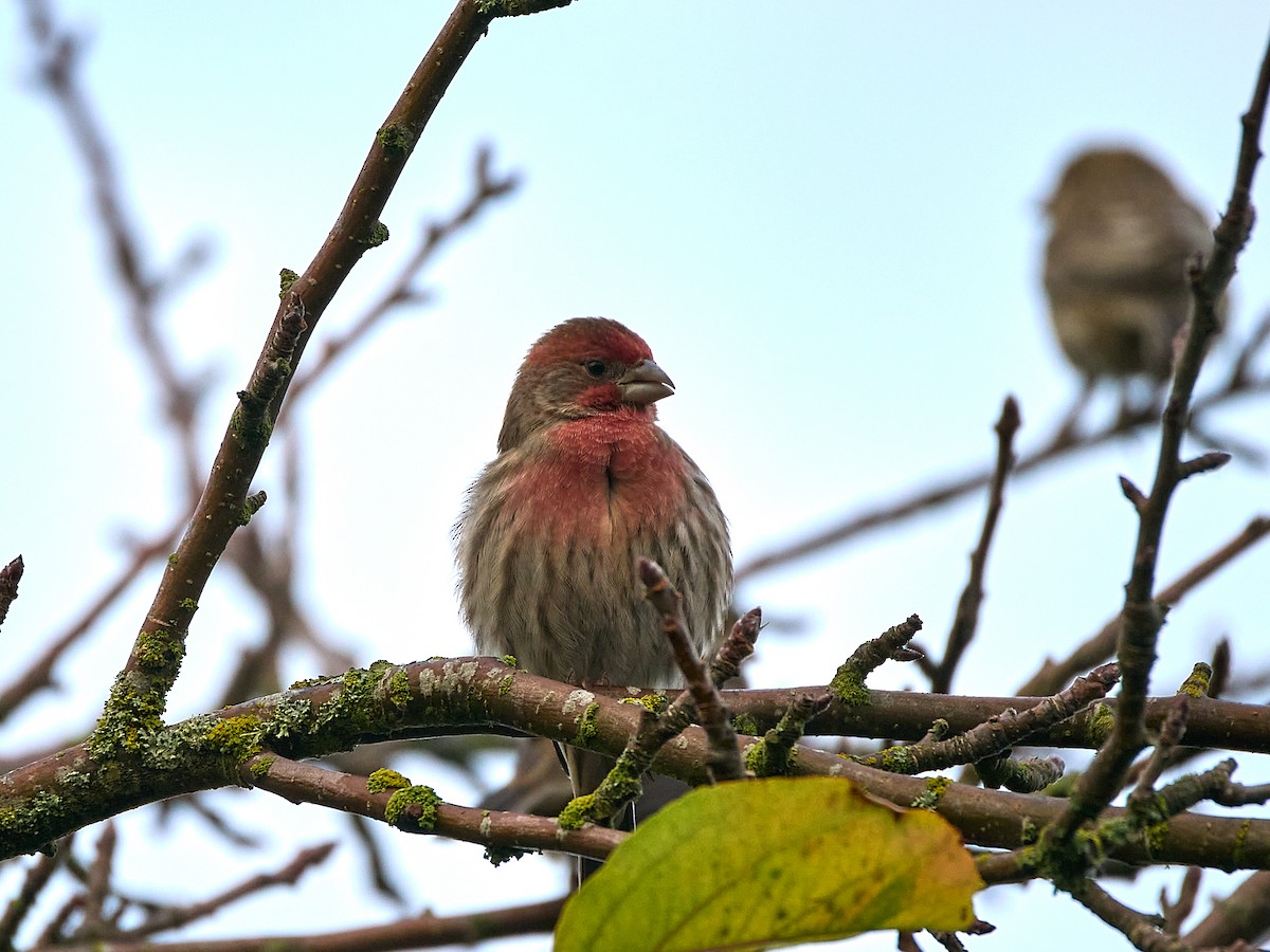 House Finch - ML646133208