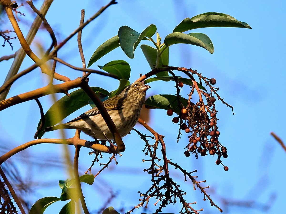 Purple Finch (Western) - ML646133216