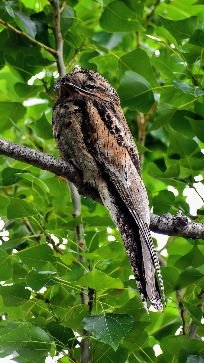 potu obecný - ML646133217