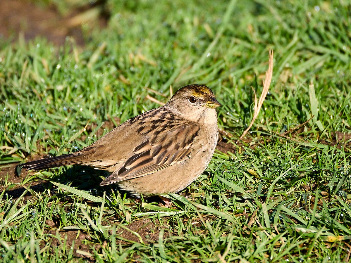 Golden-crowned Sparrow - ML646133224