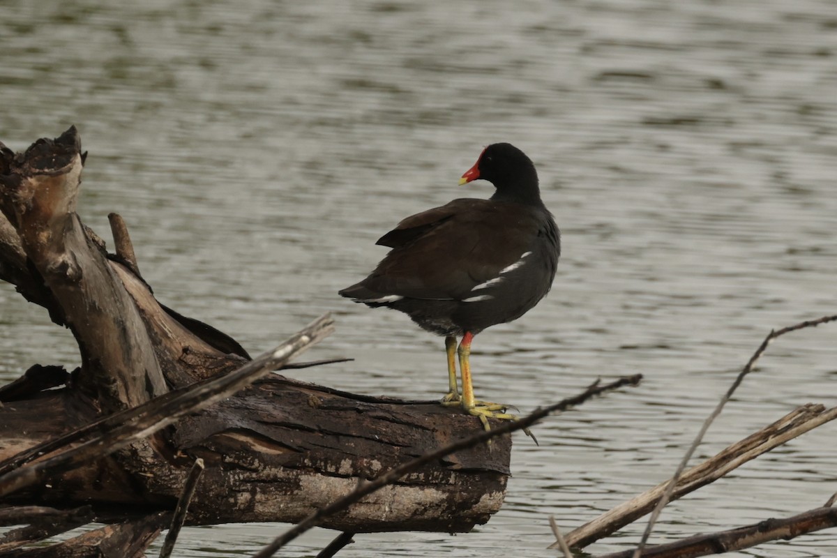 slípka americká - ML646133225