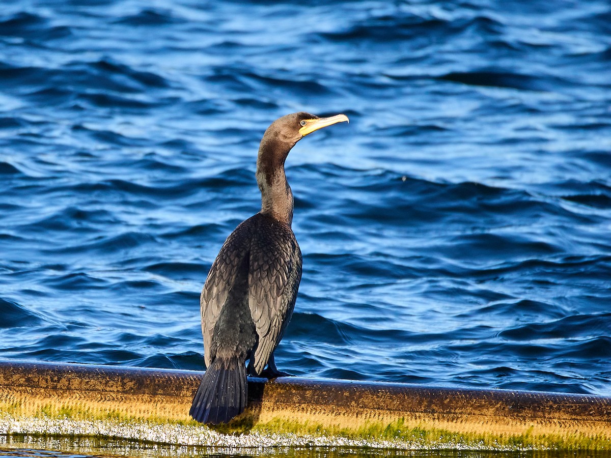 Double-crested Cormorant - ML646133226