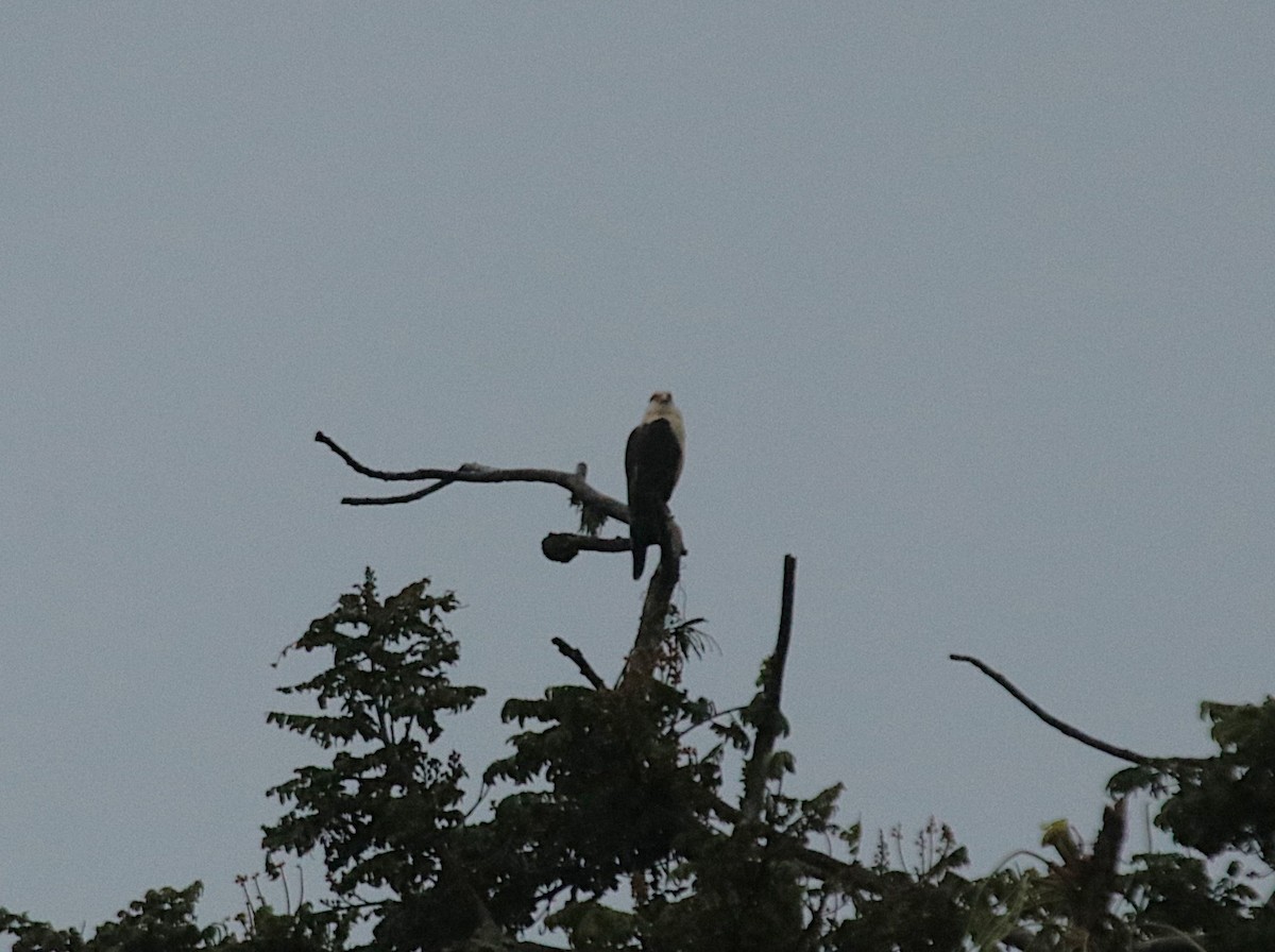 Yellow-headed Caracara - ML646133234