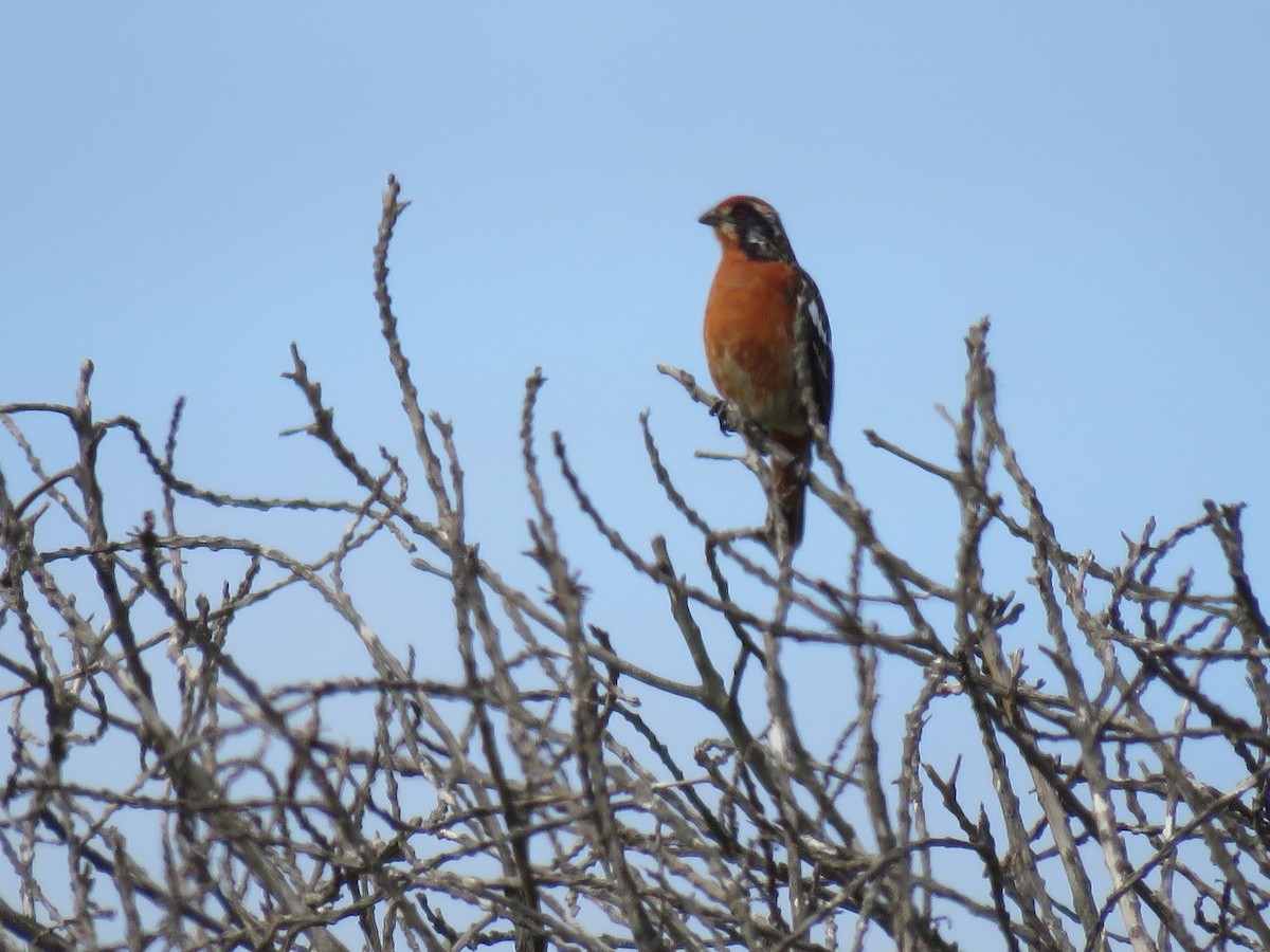 Rufous-tailed Plantcutter - ML646133237