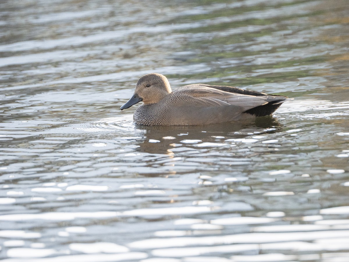 Gadwall - ML646133240