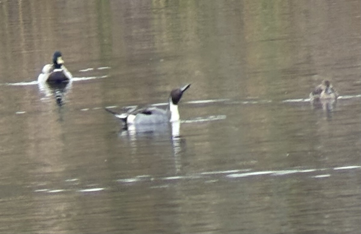 Northern Pintail - ML646133241