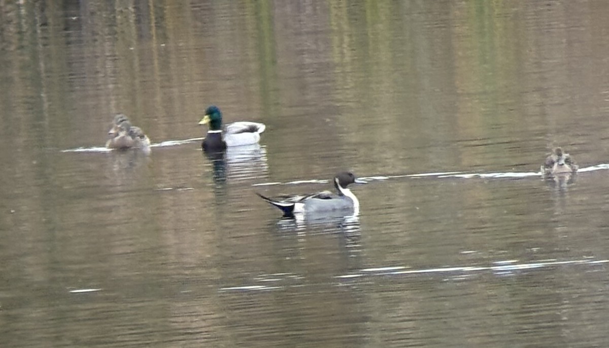 Northern Pintail - ML646133242