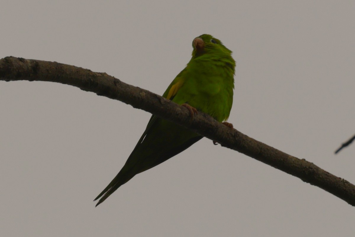 Yellow-chevroned Parakeet - ML646133244