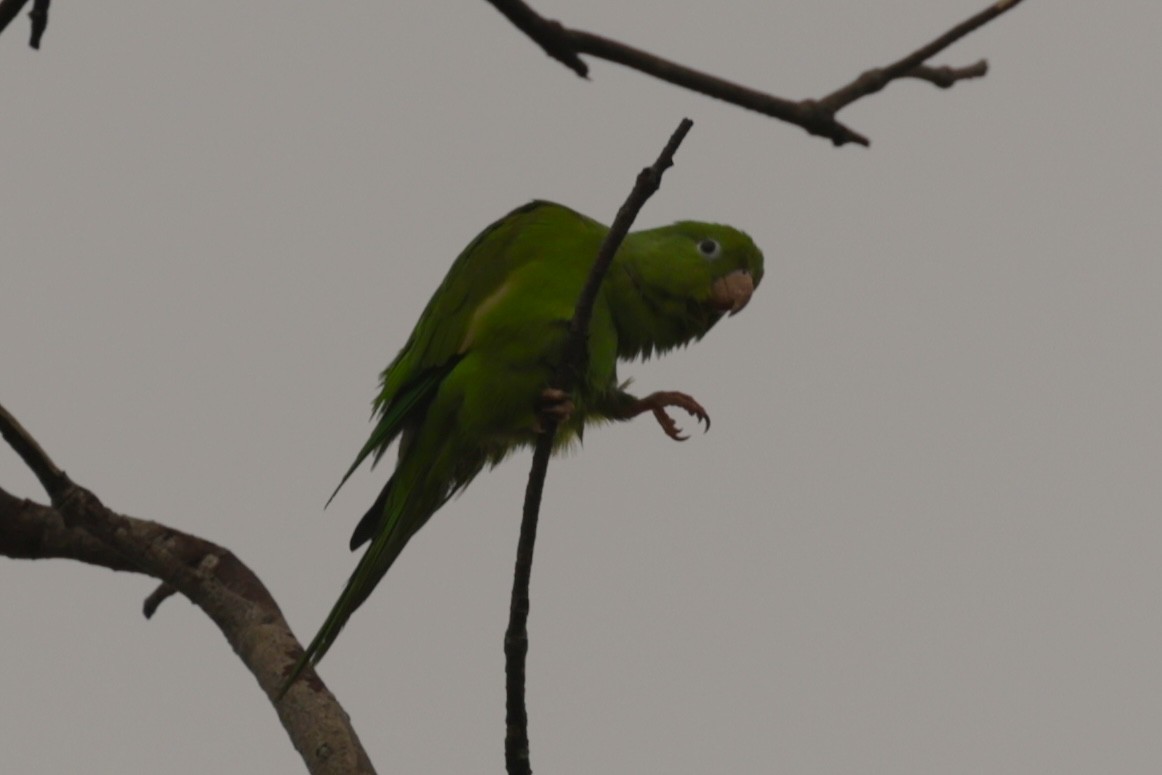 Yellow-chevroned Parakeet - ML646133246