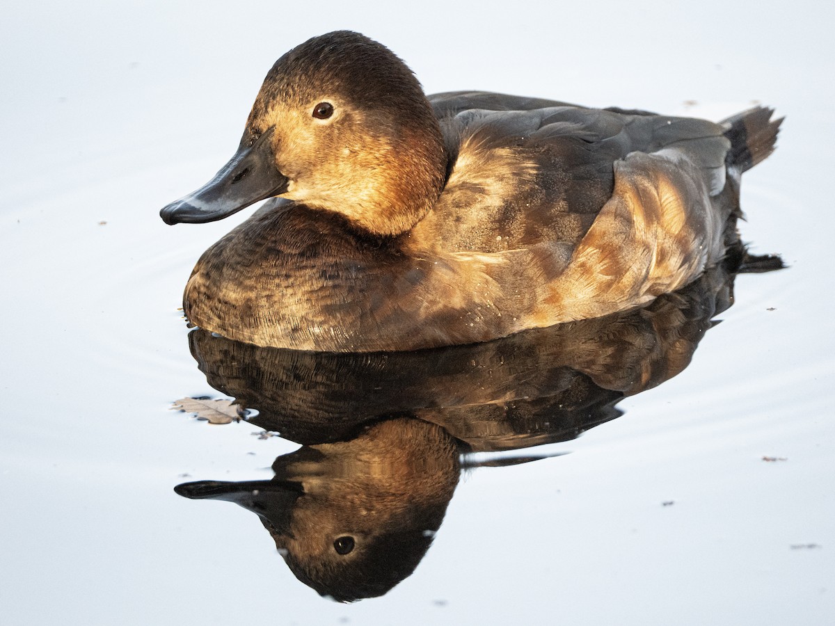Common Pochard - ML646133260