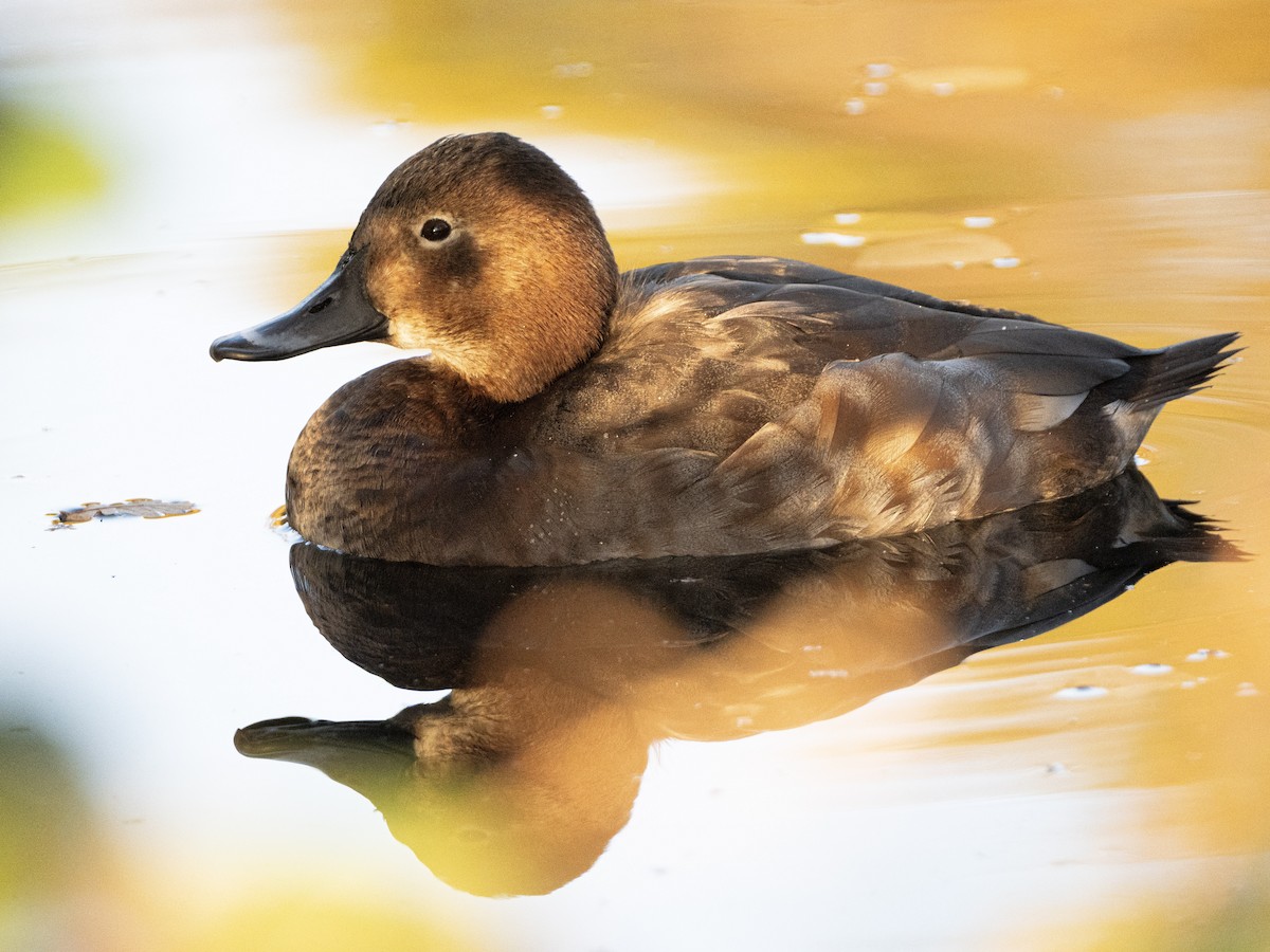 Common Pochard - ML646133262