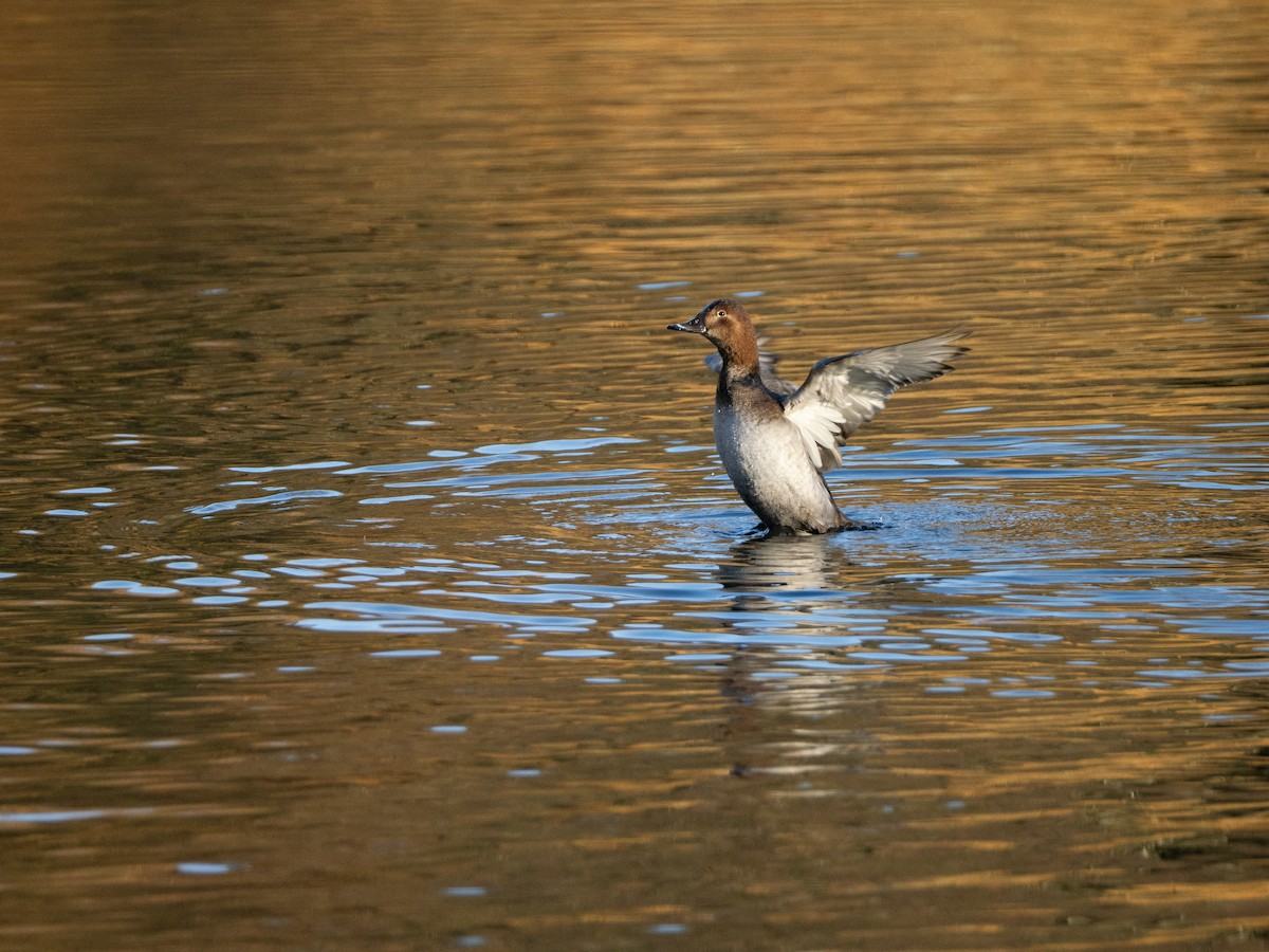 Common Pochard - ML646133265