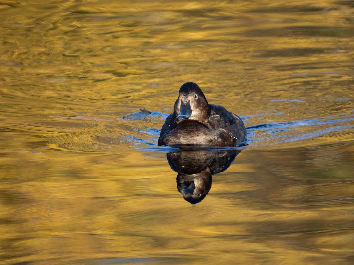 Common Pochard - ML646133266