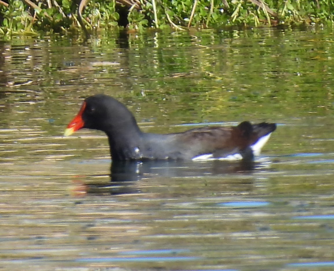 slípka americká - ML646133268