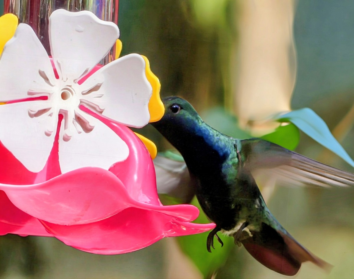 Black-throated Mango - ML646133272