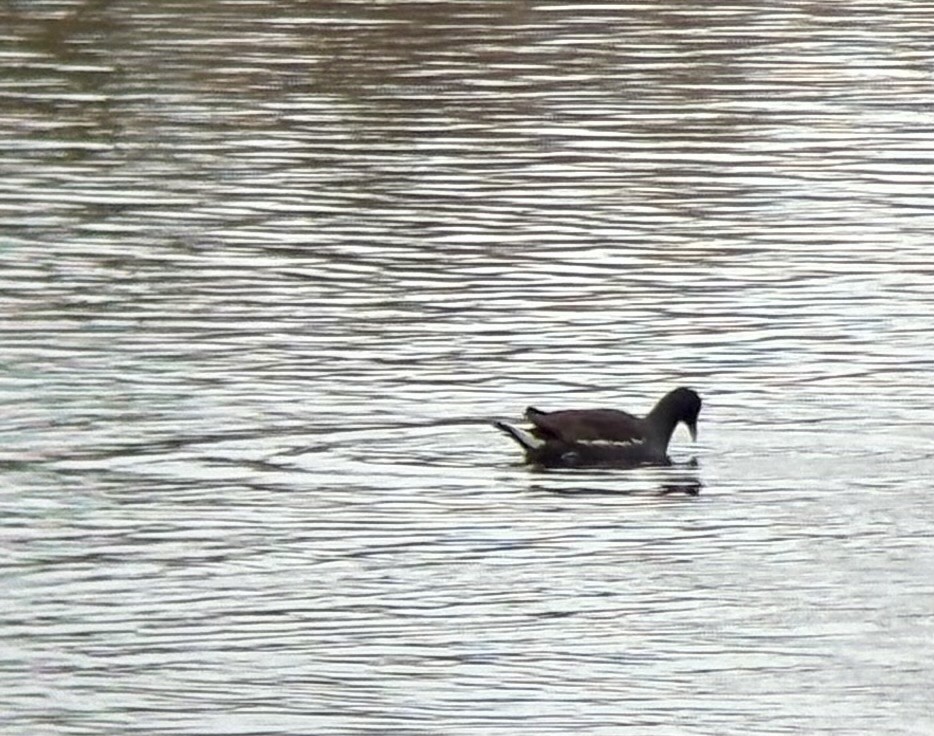 slípka americká - ML646133273