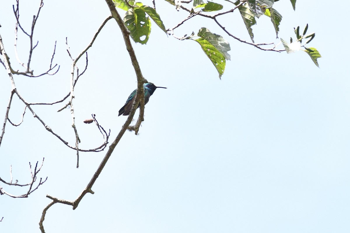 Colibri thalassin - ML646133274