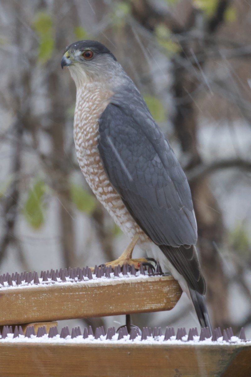Cooper's Hawk - ML646133281