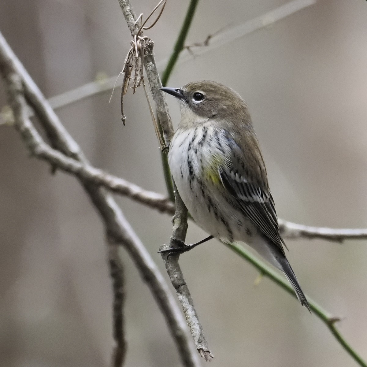 キヅタアメリカムシクイ - ML646133284